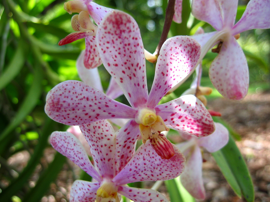 orchid+05+jpg
