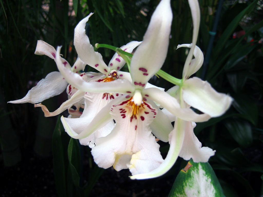 Blue Orchid Wedding Flowers