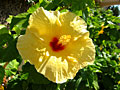 hibiscus