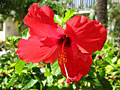 hibiscus