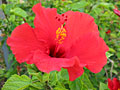 hibiscus