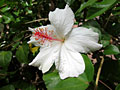 hibiscus