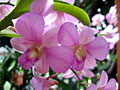 orchid