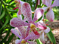 orchid