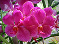 orchid