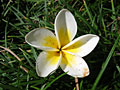 plumeria