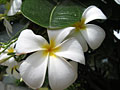 plumeria