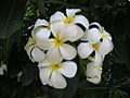 plumeria