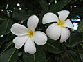 plumeria