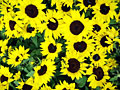 sunflowers