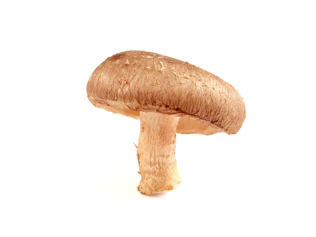 shiitake-mushroom-02.jpg