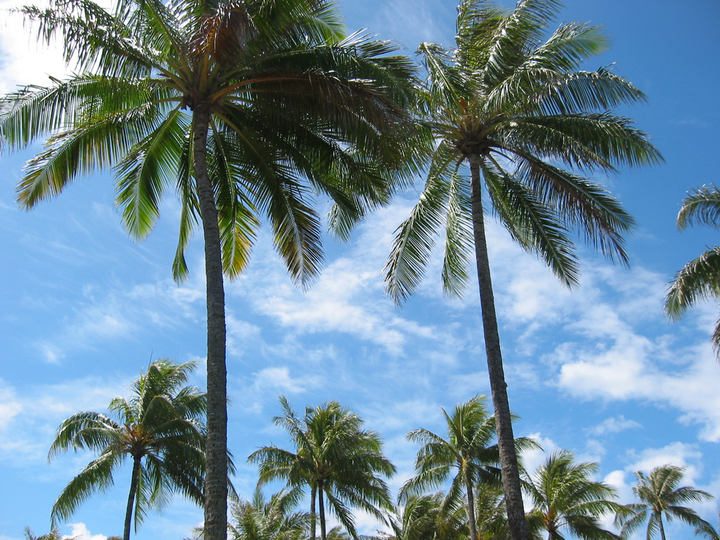 palm trees