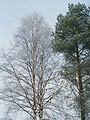 winter trees