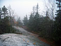 foggy forest
