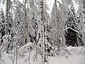 snowy trees