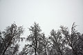 snowy trees