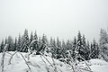 snowy trees