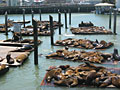 pier 39 sea lions