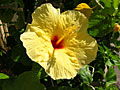 hibiscus