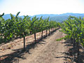 napa valley vineyard
