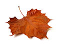 fall leaf