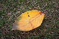 fall leaf