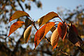 fall leafs